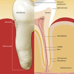 Zahnarzt Dr. Groß Endodontie_3